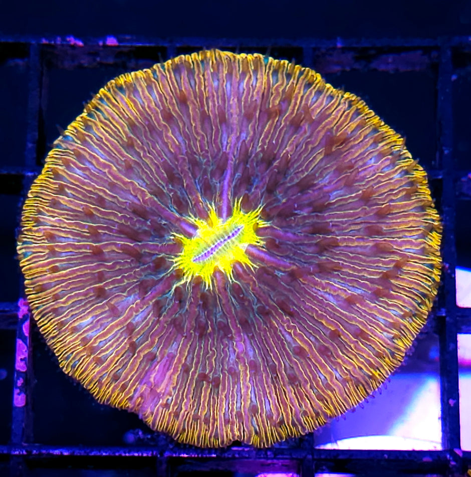 Special Rainbow Fungia Plate