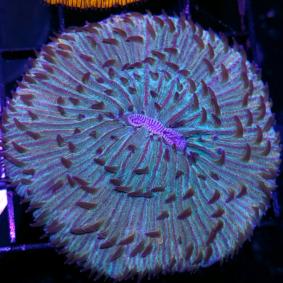 Rainbow Fungia Plate