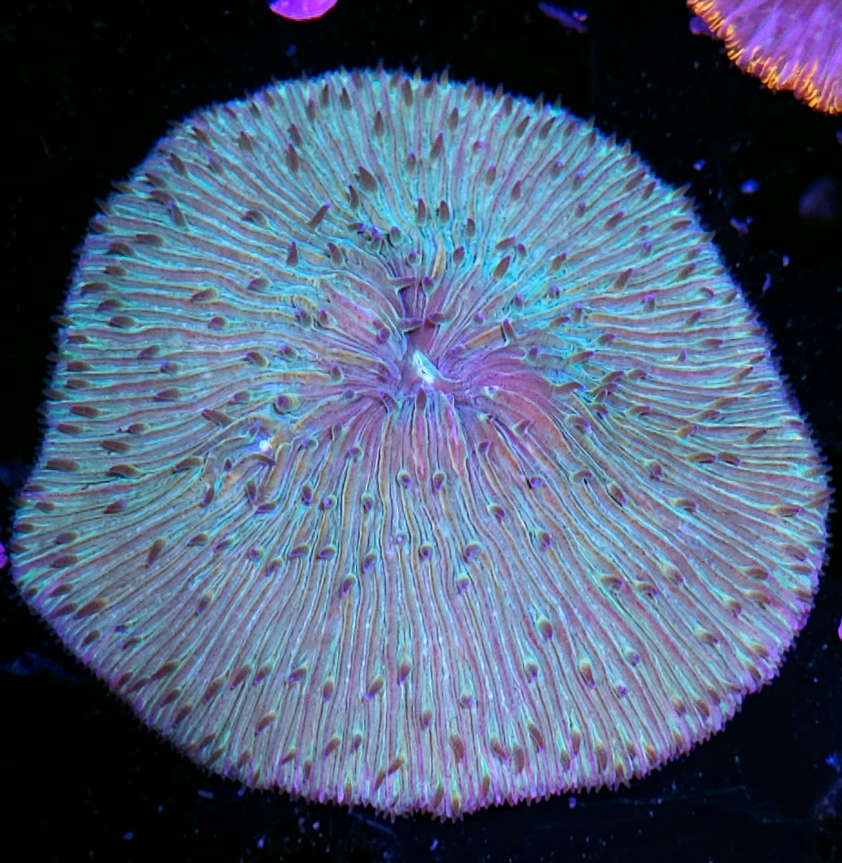 Rainbow Fungia Plate
