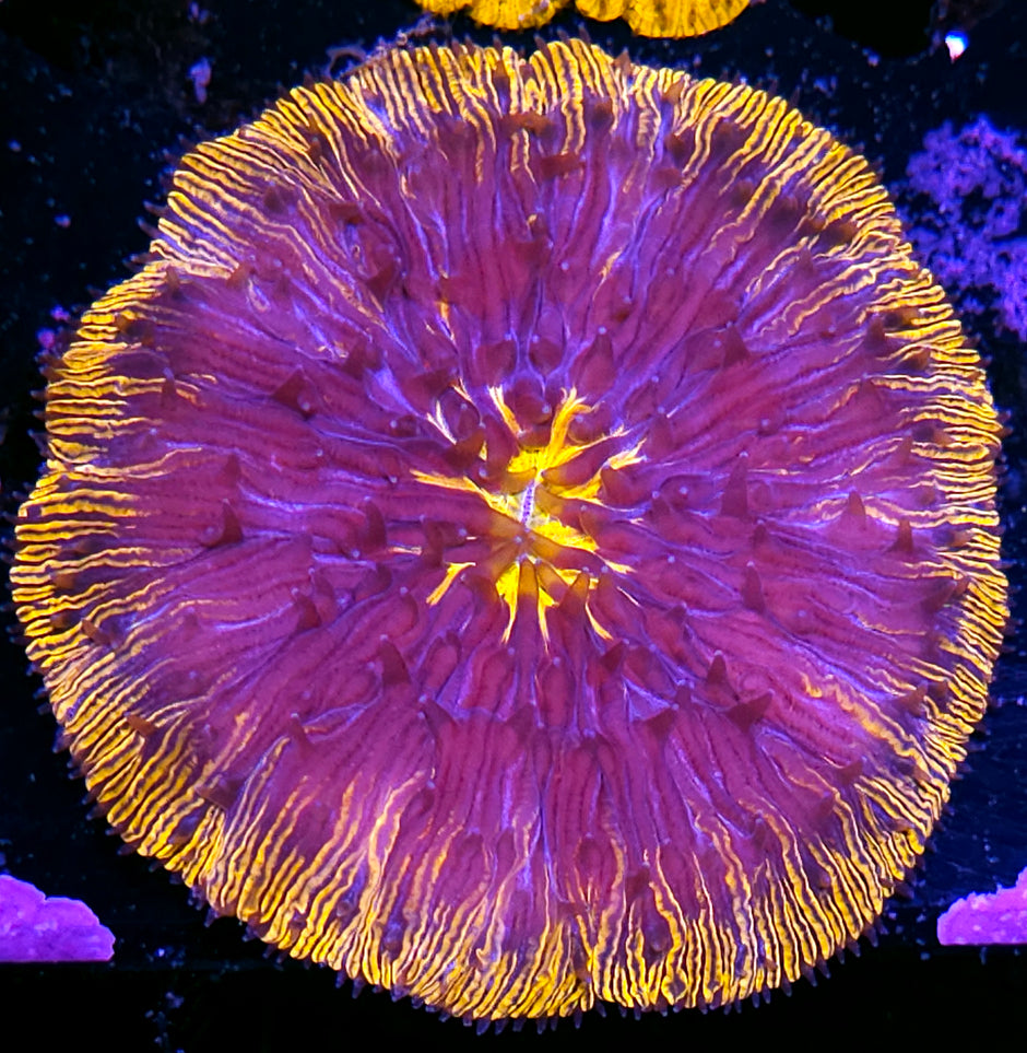 Special Orange Fungia Plate