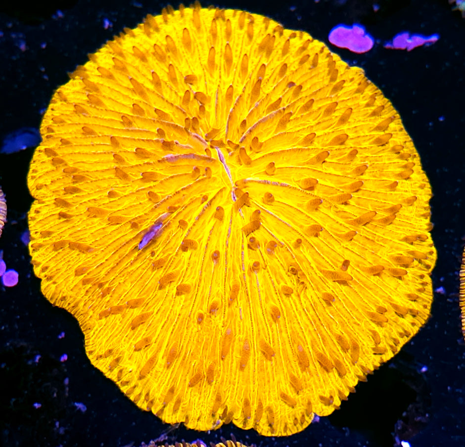 Metallic Yellow Fungia Plate