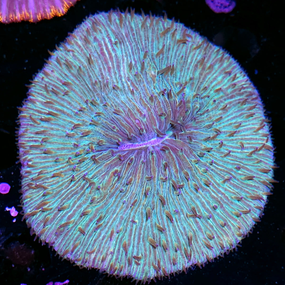 Rainbow Fungia Plate