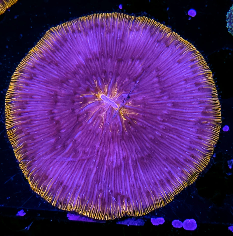 Special Orange Fungia Plate