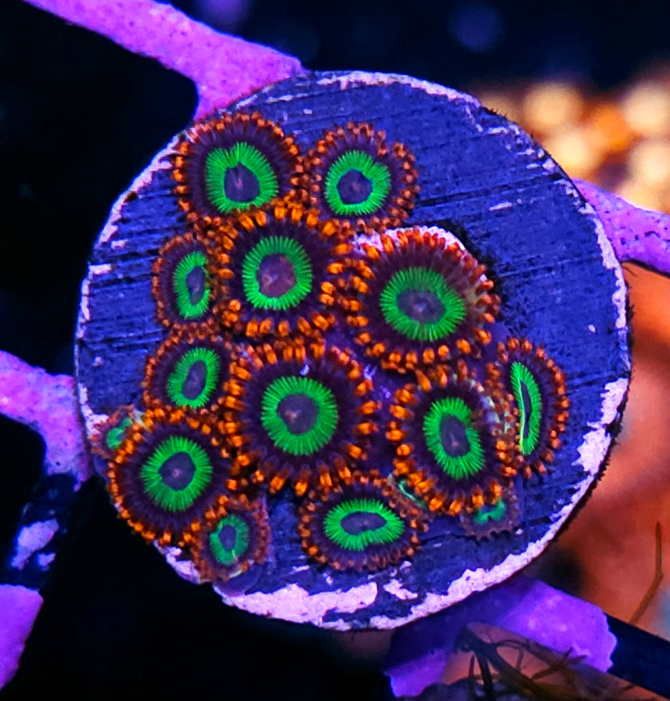 Emeralds on Fire Zoas