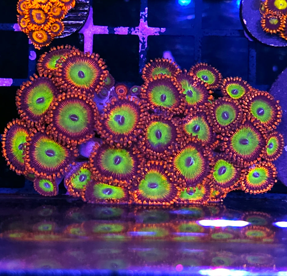 Candy Apple Red Zoa Colony