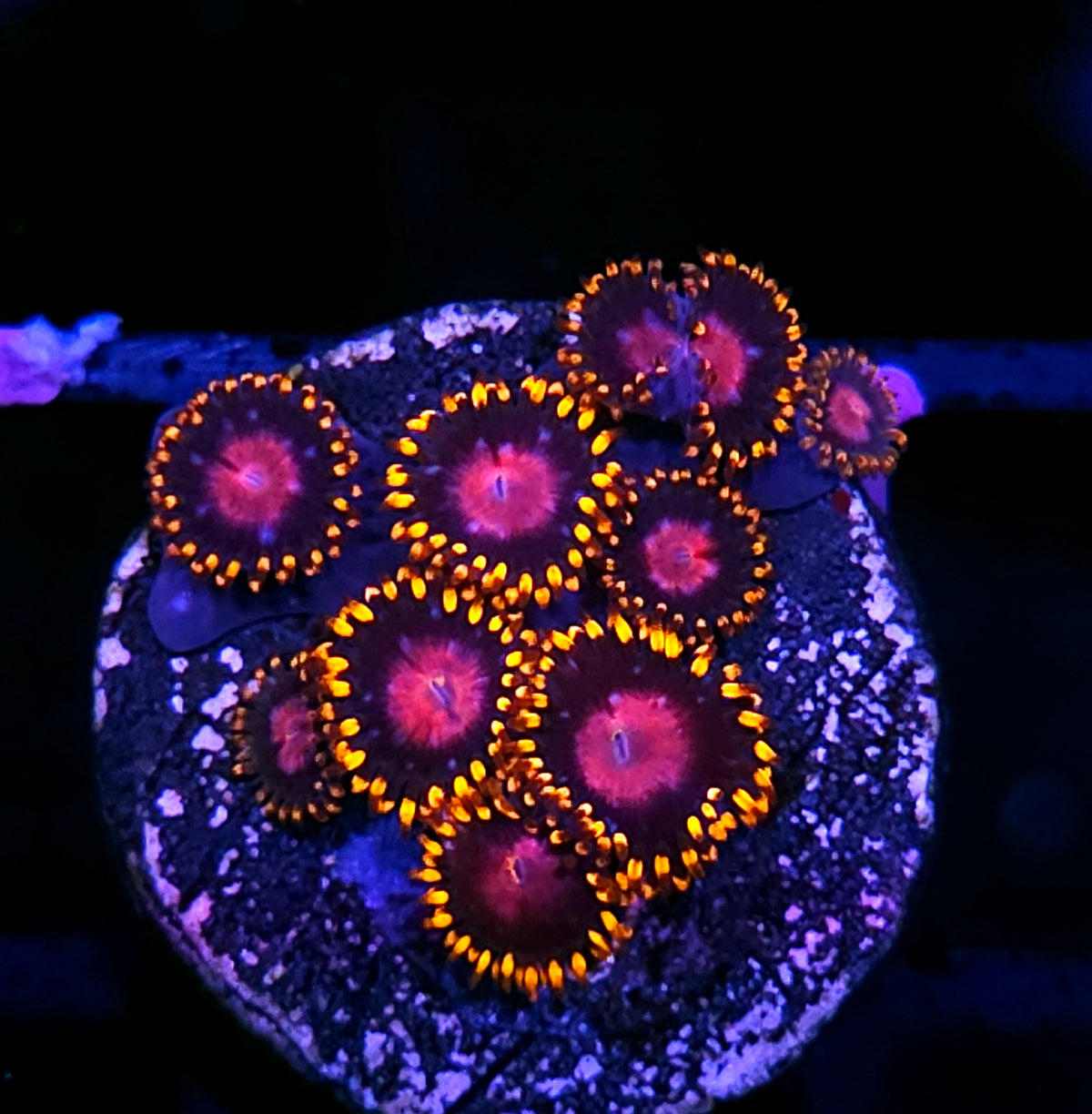 HF Butterfly Zoas