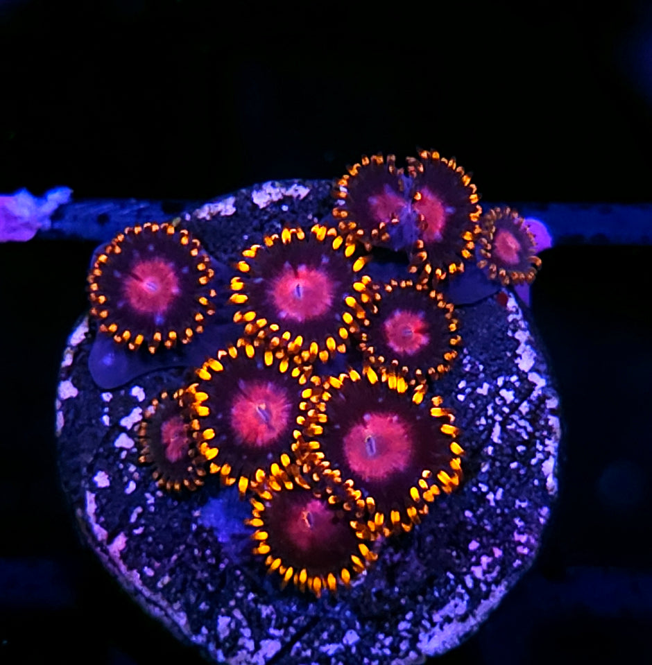 HF Butterfly Zoas