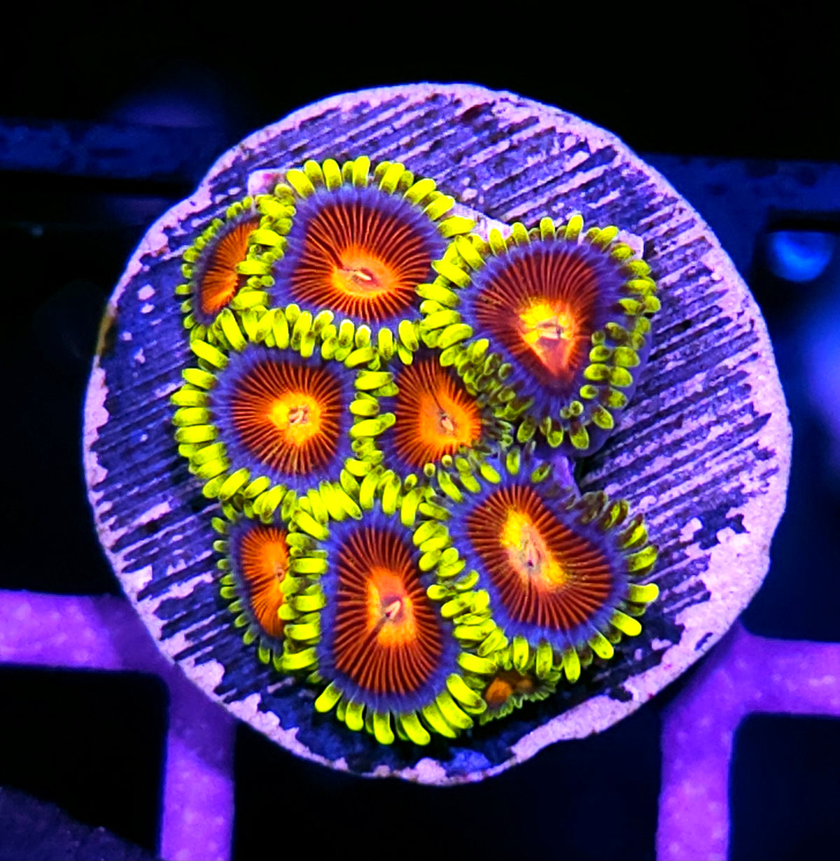 HF Vlad the Impaler Zoas