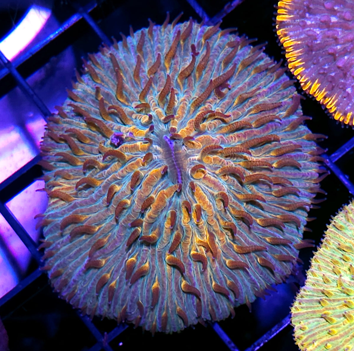 Rainbow Fungia Plate
