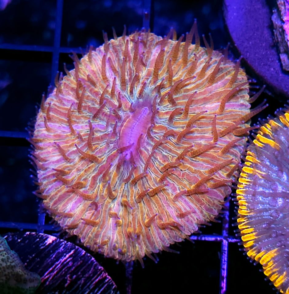 Rainbow Fungia Plate