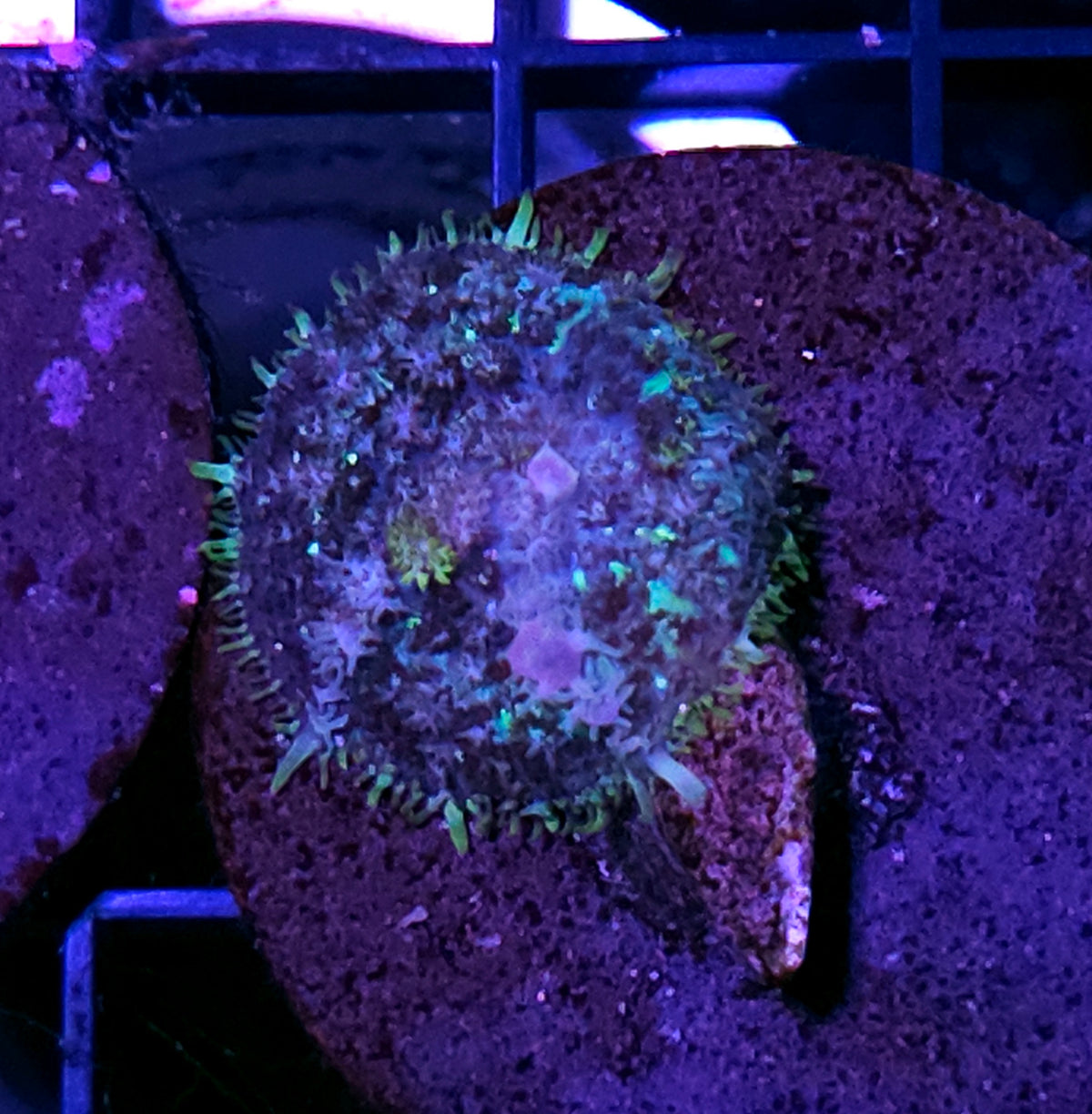 HF Blue Balls Bounce Mushroom