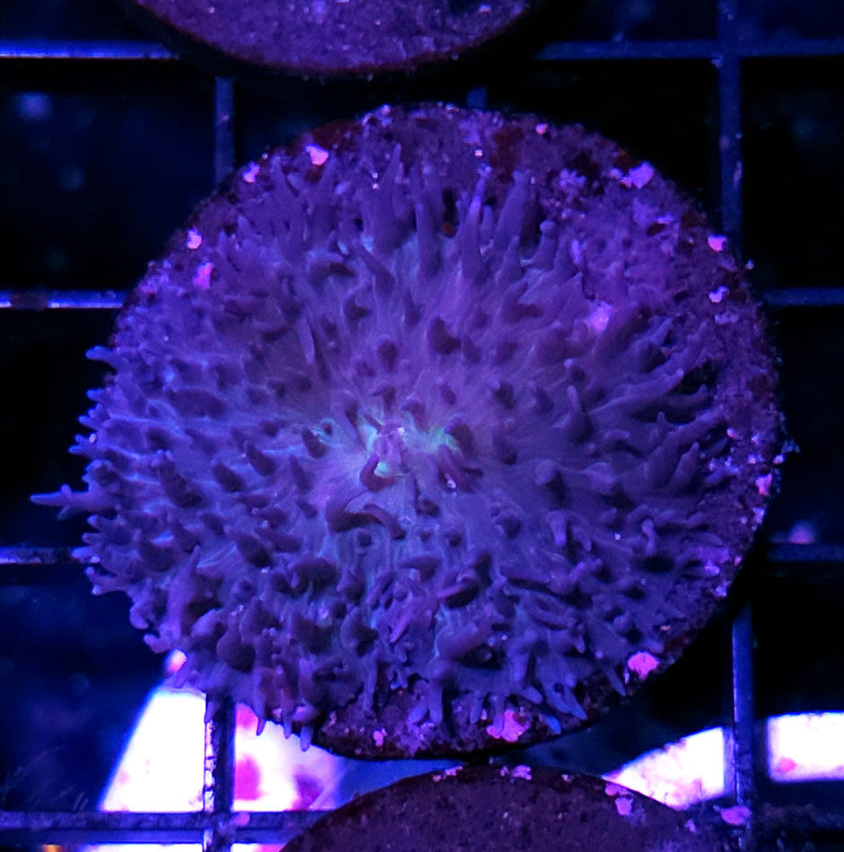 Purple Fork Tentacle Mushroom