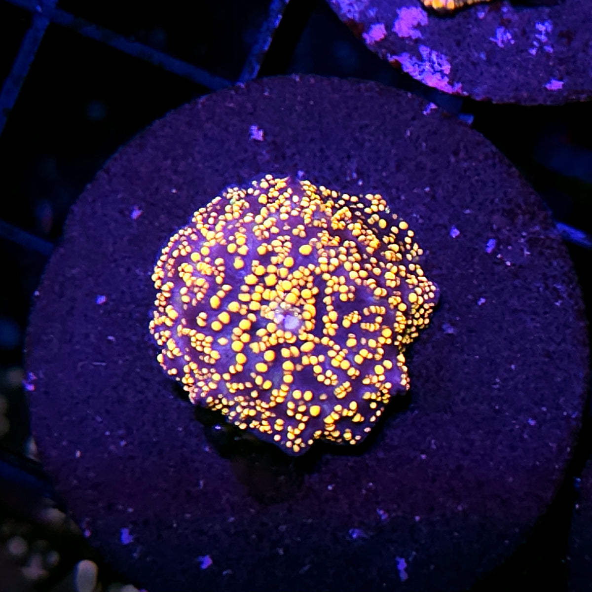 Interstellar Mushroom