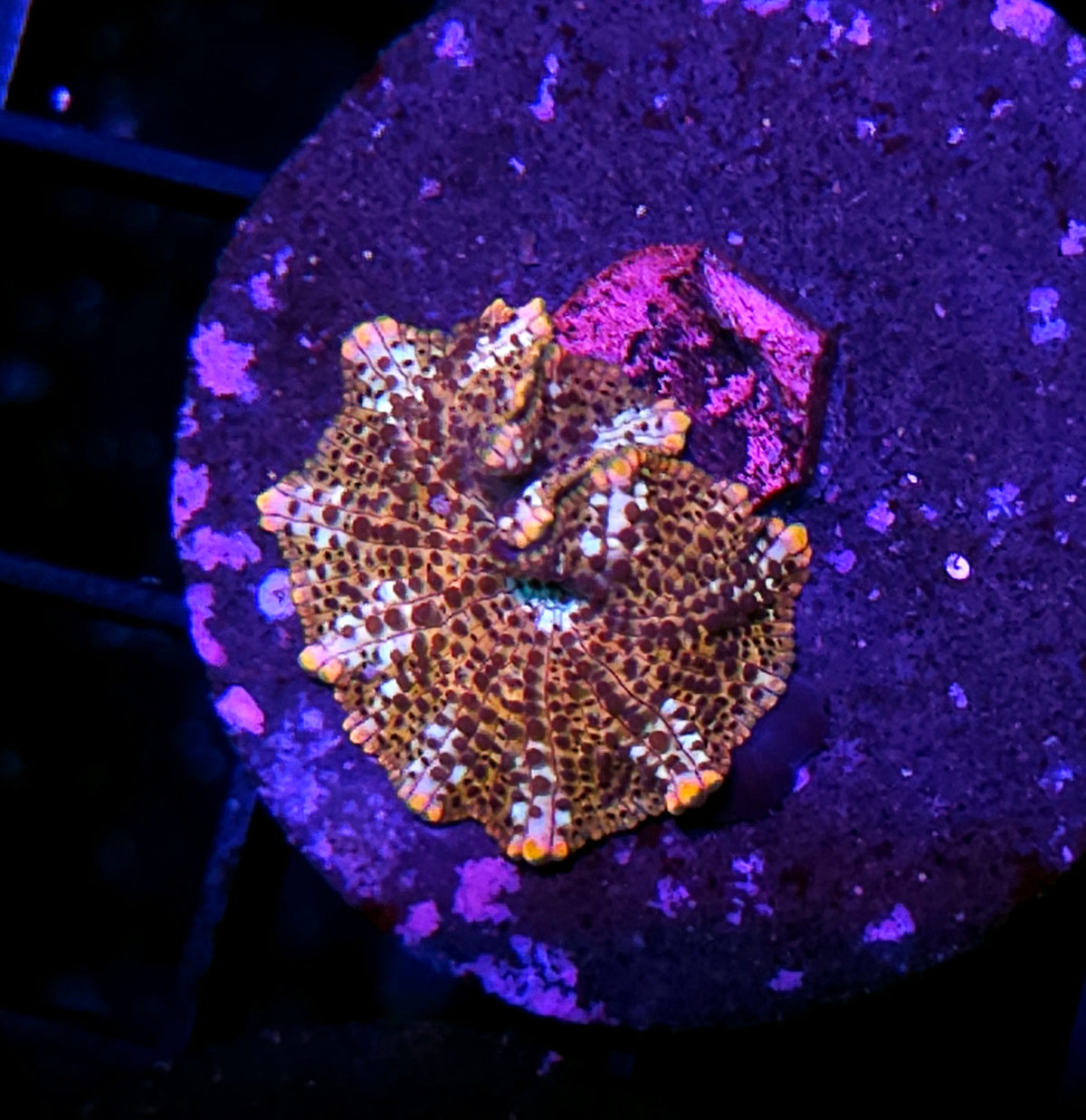 Cheetah Mushroom