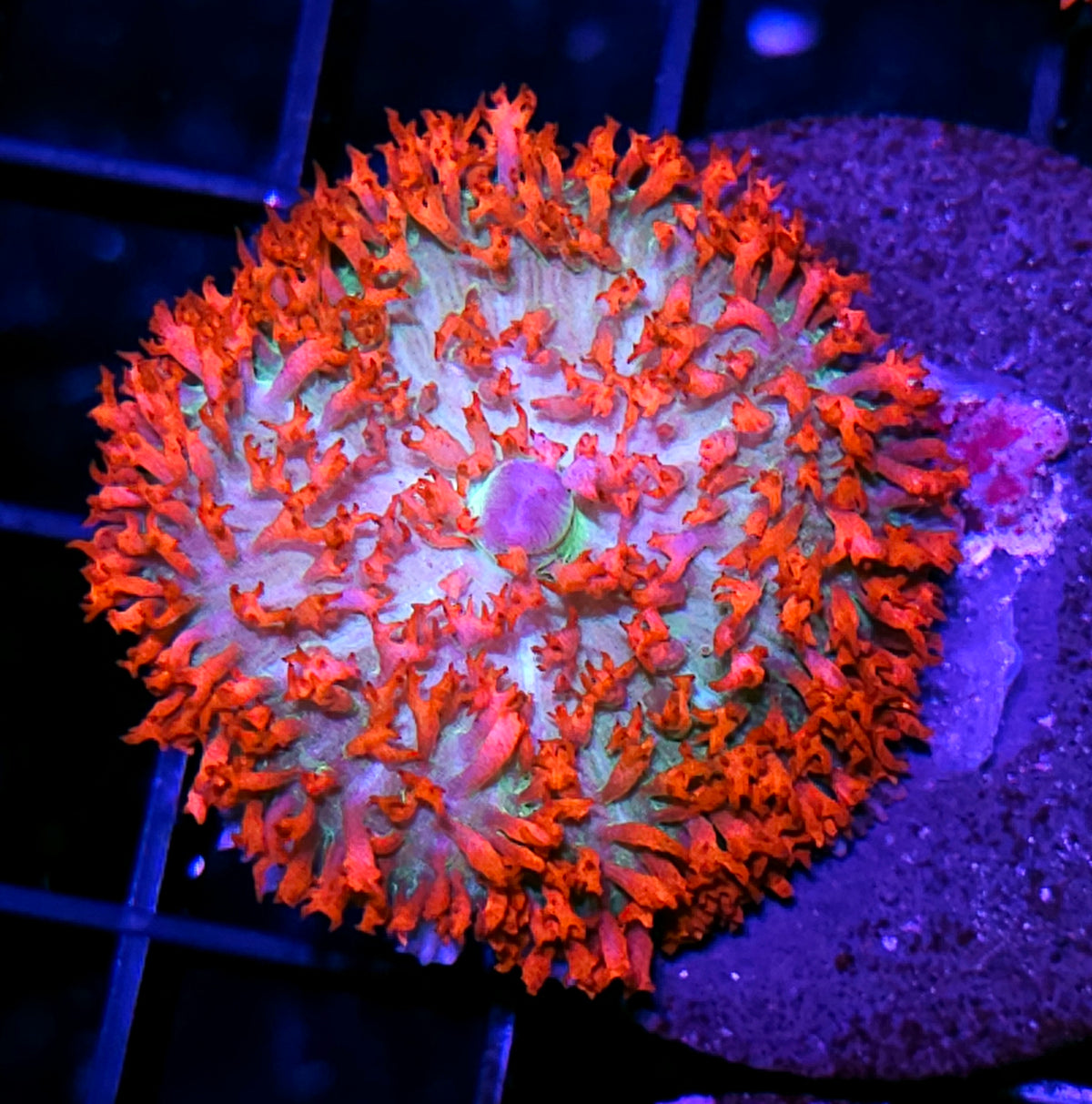 Madd World St Thomas Mushroom