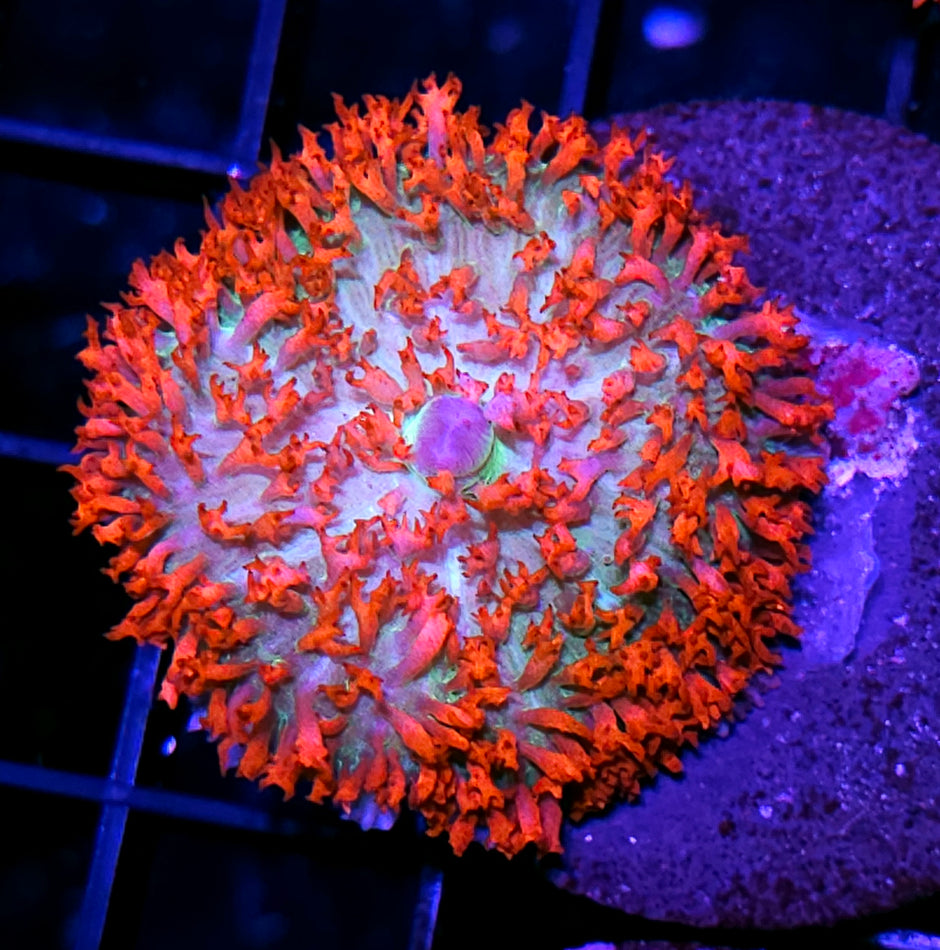 Madd World St Thomas Mushroom
