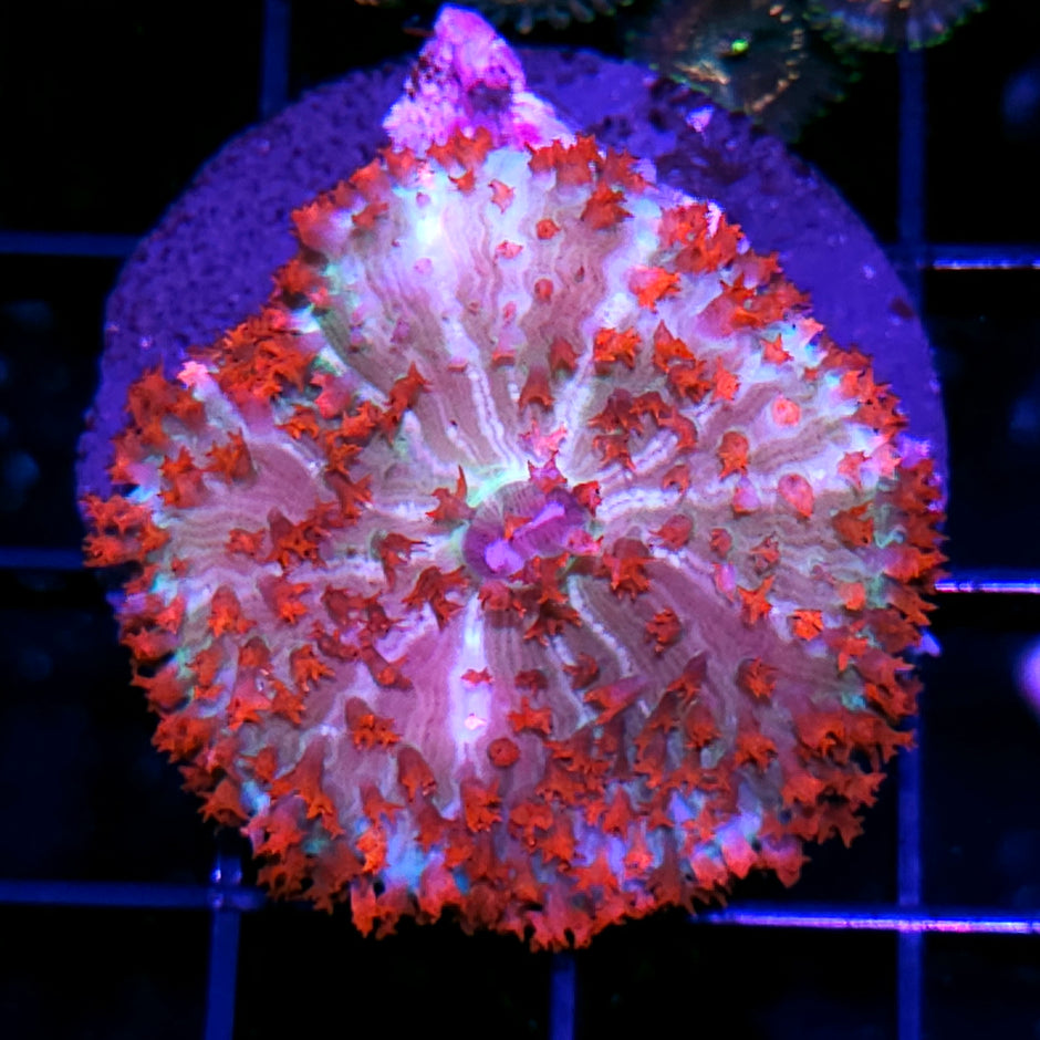 Kaboom St Thomas Mushroom