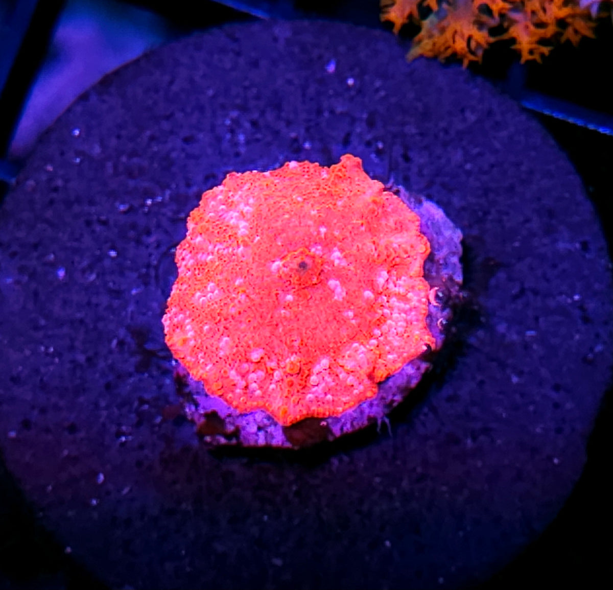 Red Devil Mushroom (But Mango colored)