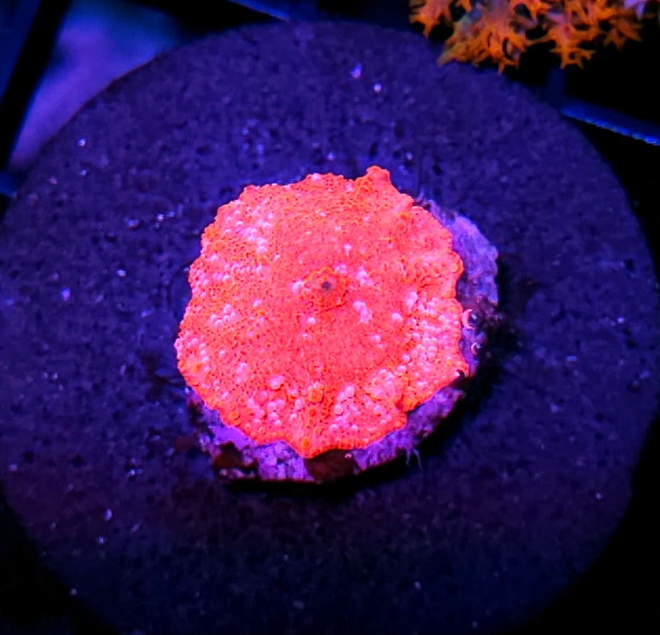 Red Devil Mushroom (But Mango colored)