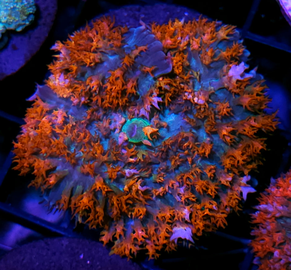 Superhero St Thomas Mushroom