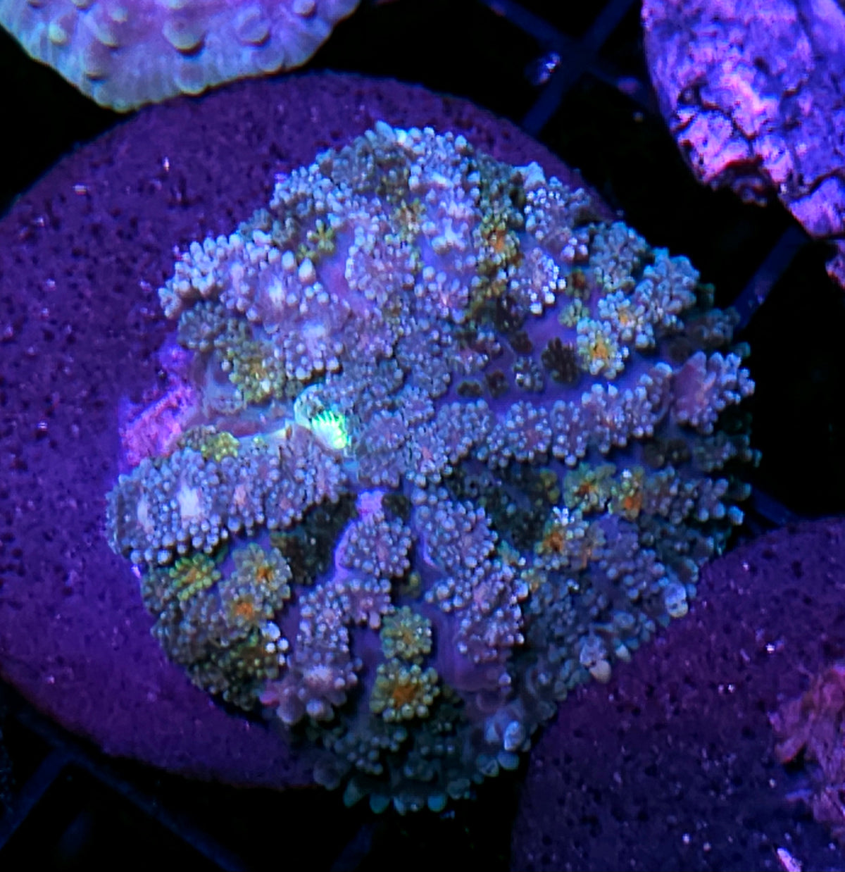 HF Thundercats Pom Pom Mushroom