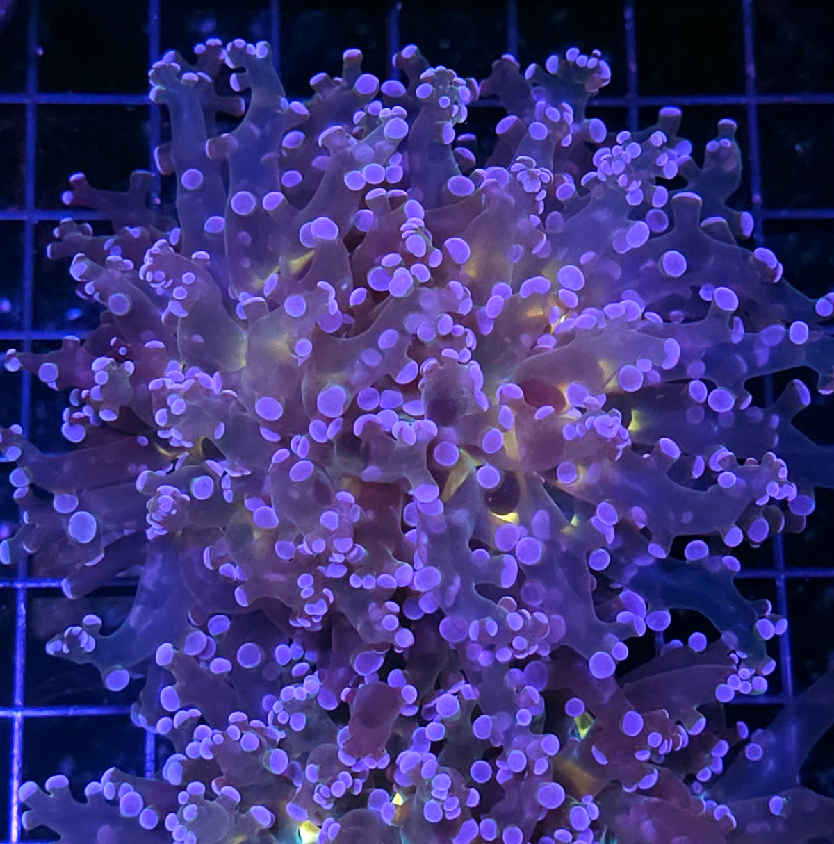 Wonderland Frogspawn HUGE HEAD