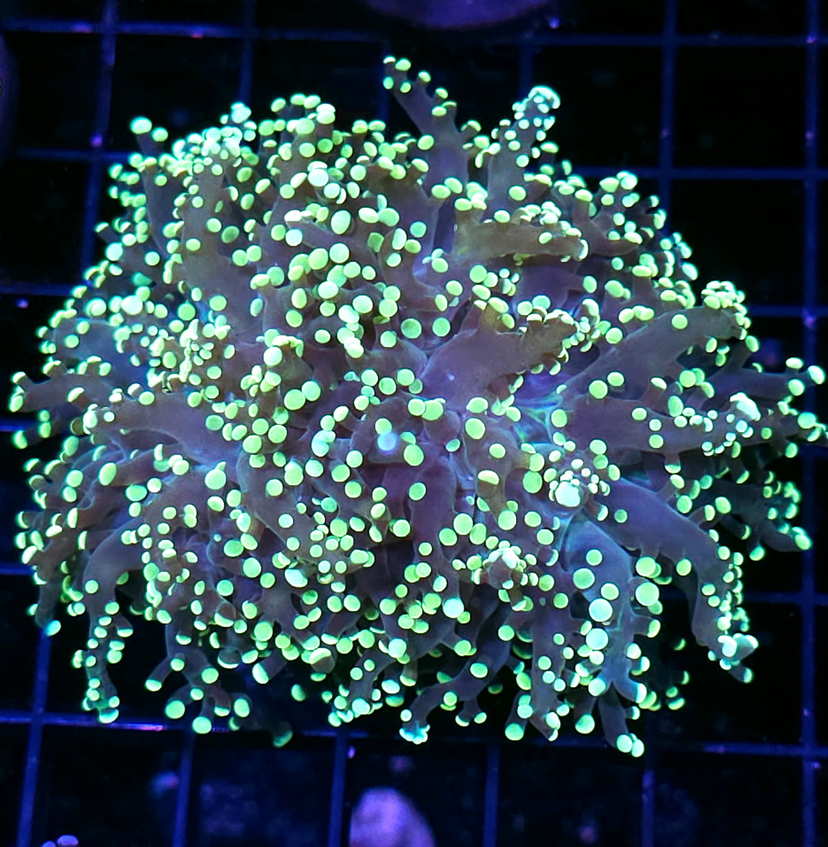 LA Lakers Frogspawn