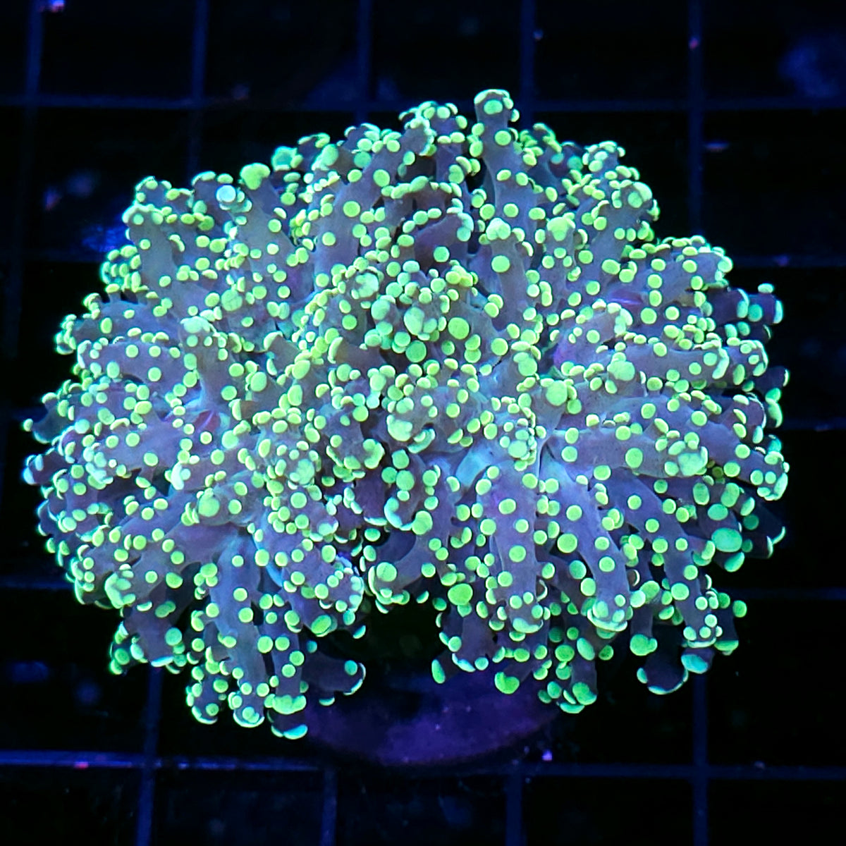 LA Lakers Frogspawn