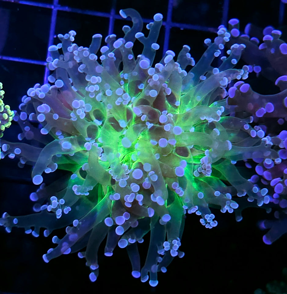Wanderlust Frogspawn
