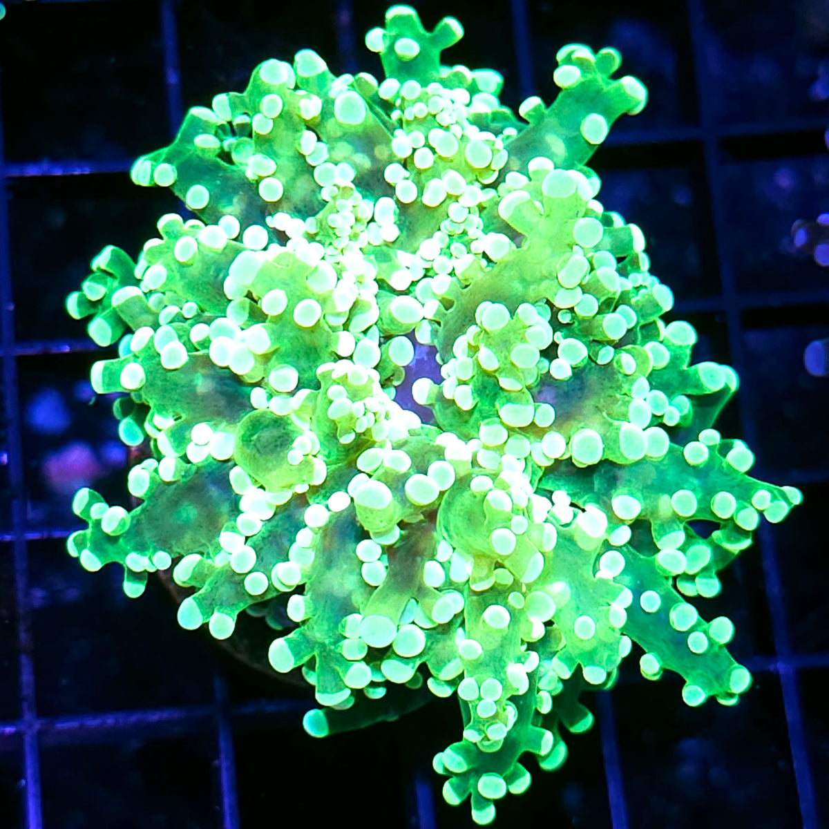 Gamma Rays Frogspawn