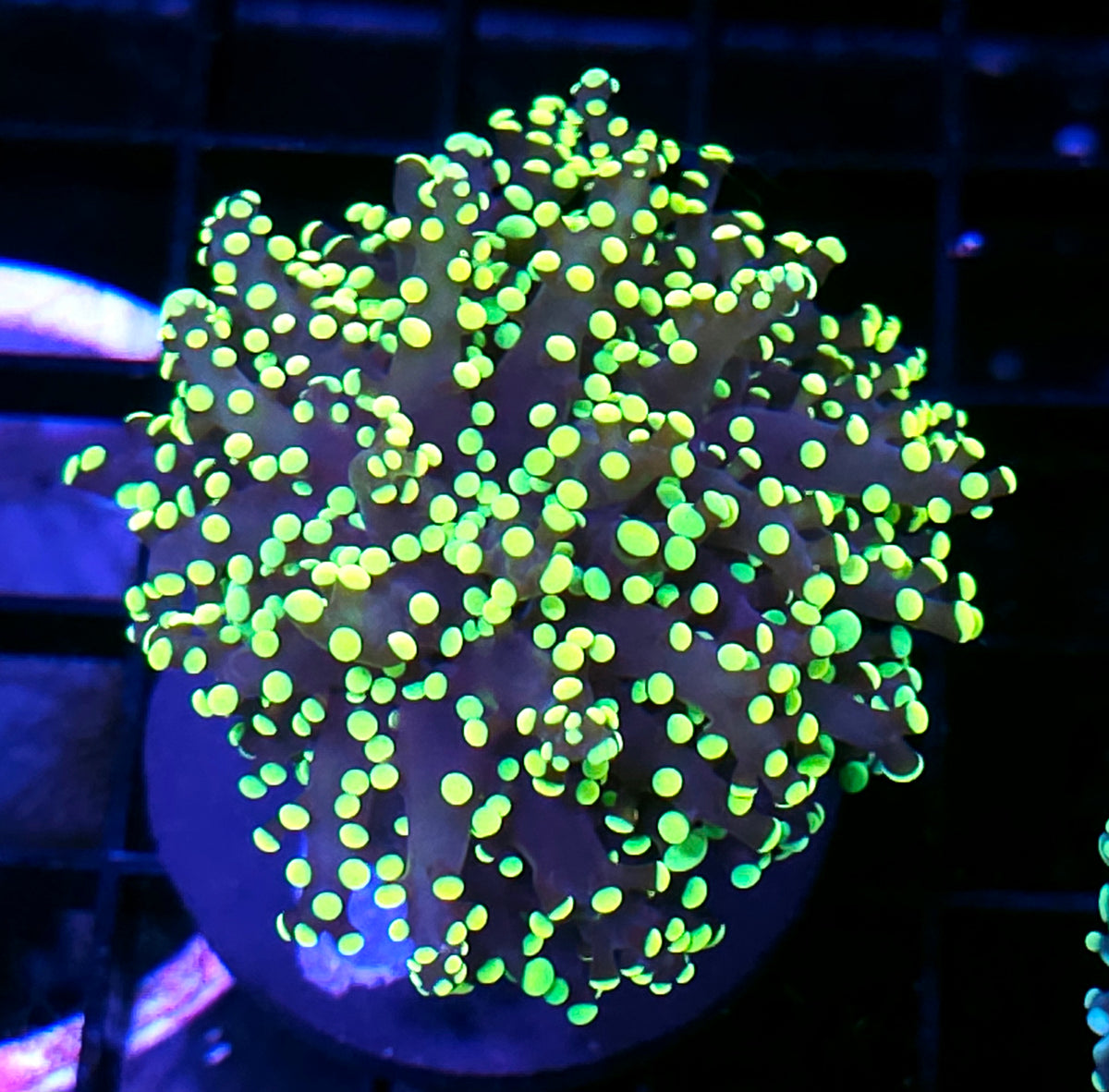 King Kobe Frogspawn