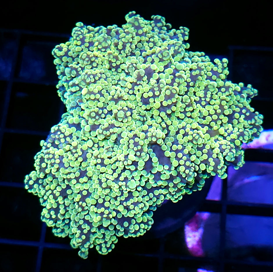 Utopia Frogspawn HUGE HEAD