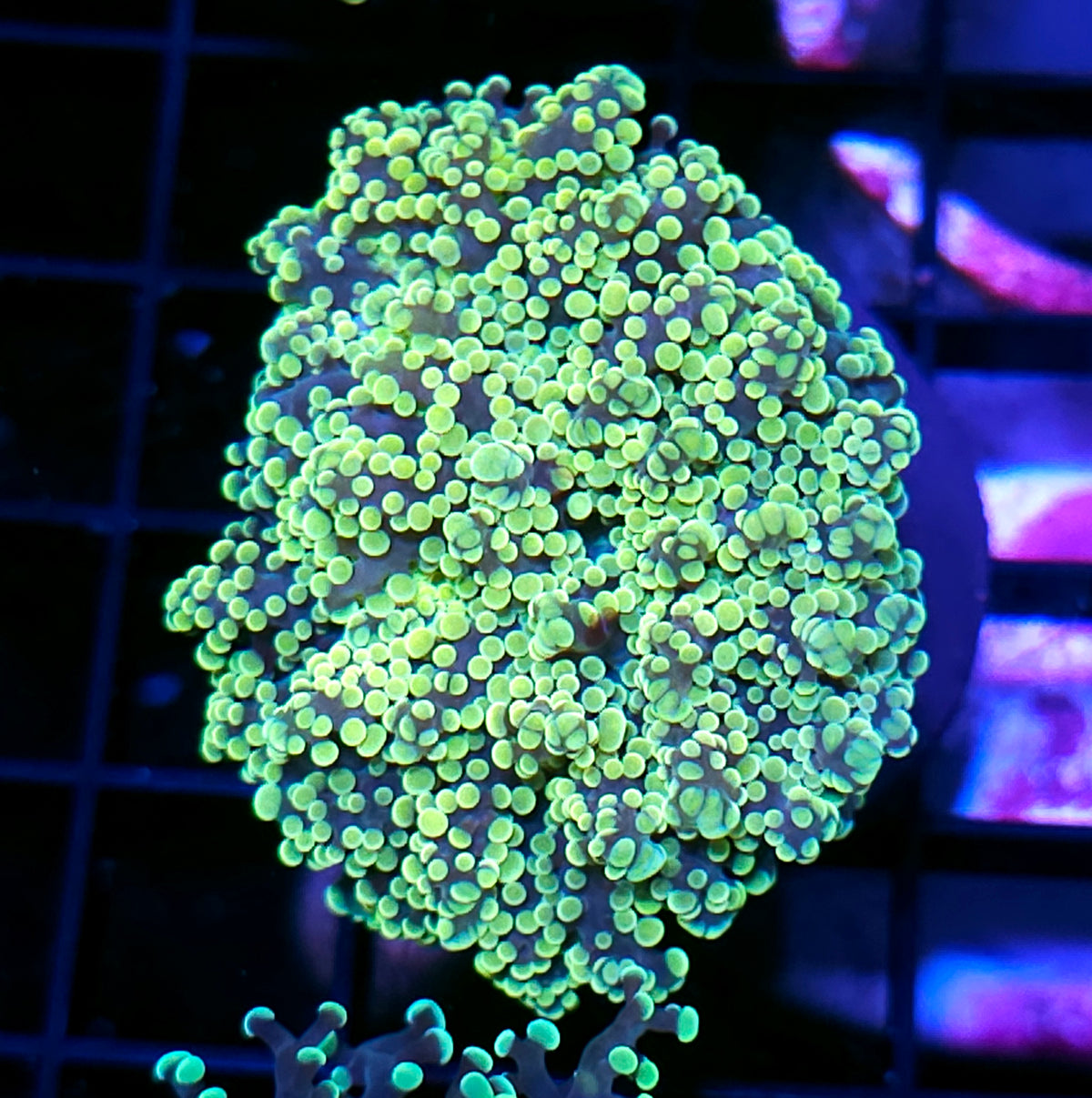 Utopia Frogspawn