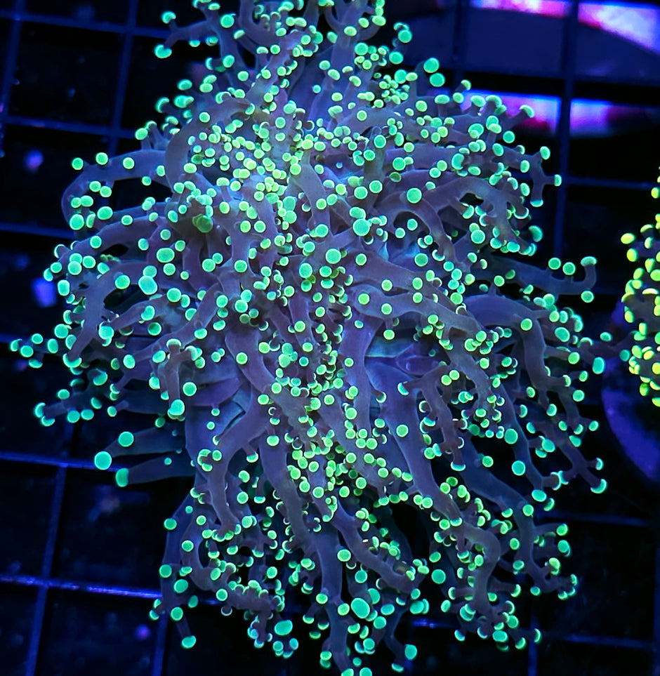LA Lakers Frogspawn HUGE HEAD