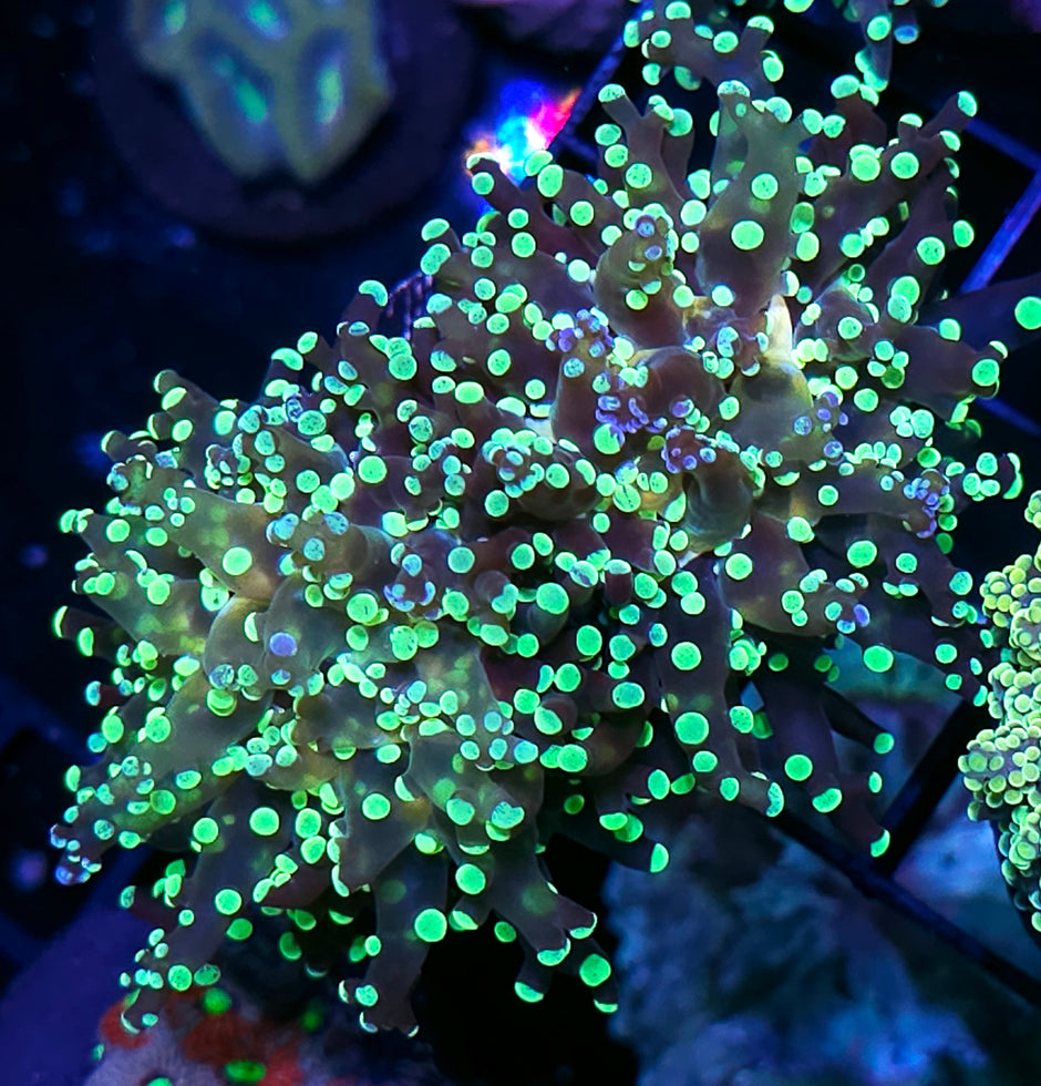 Gold Lace Frogspawn