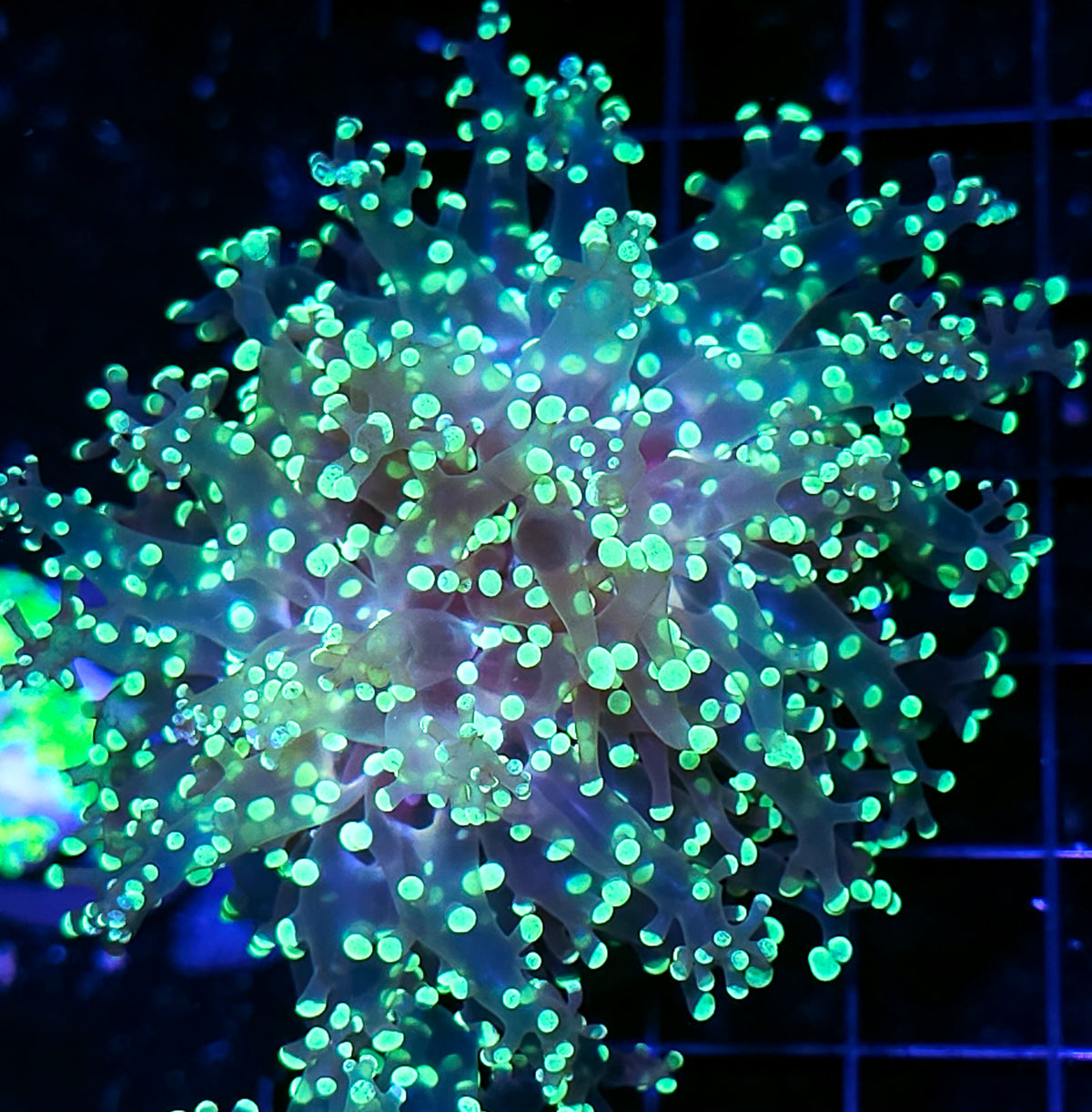 Gold Lace Frogspawn