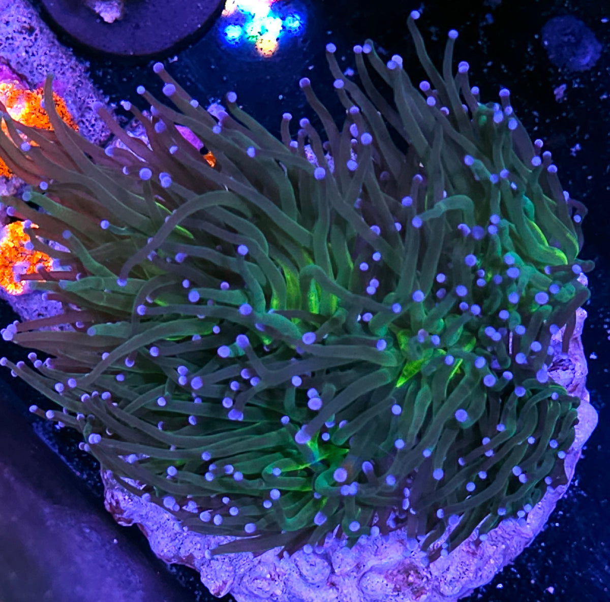 Approx 6-7 Head Viper Yellow Center Torch Colony
