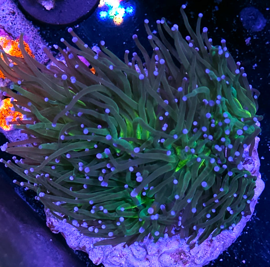 Approx 6-7 Head Viper Yellow Center Torch Colony