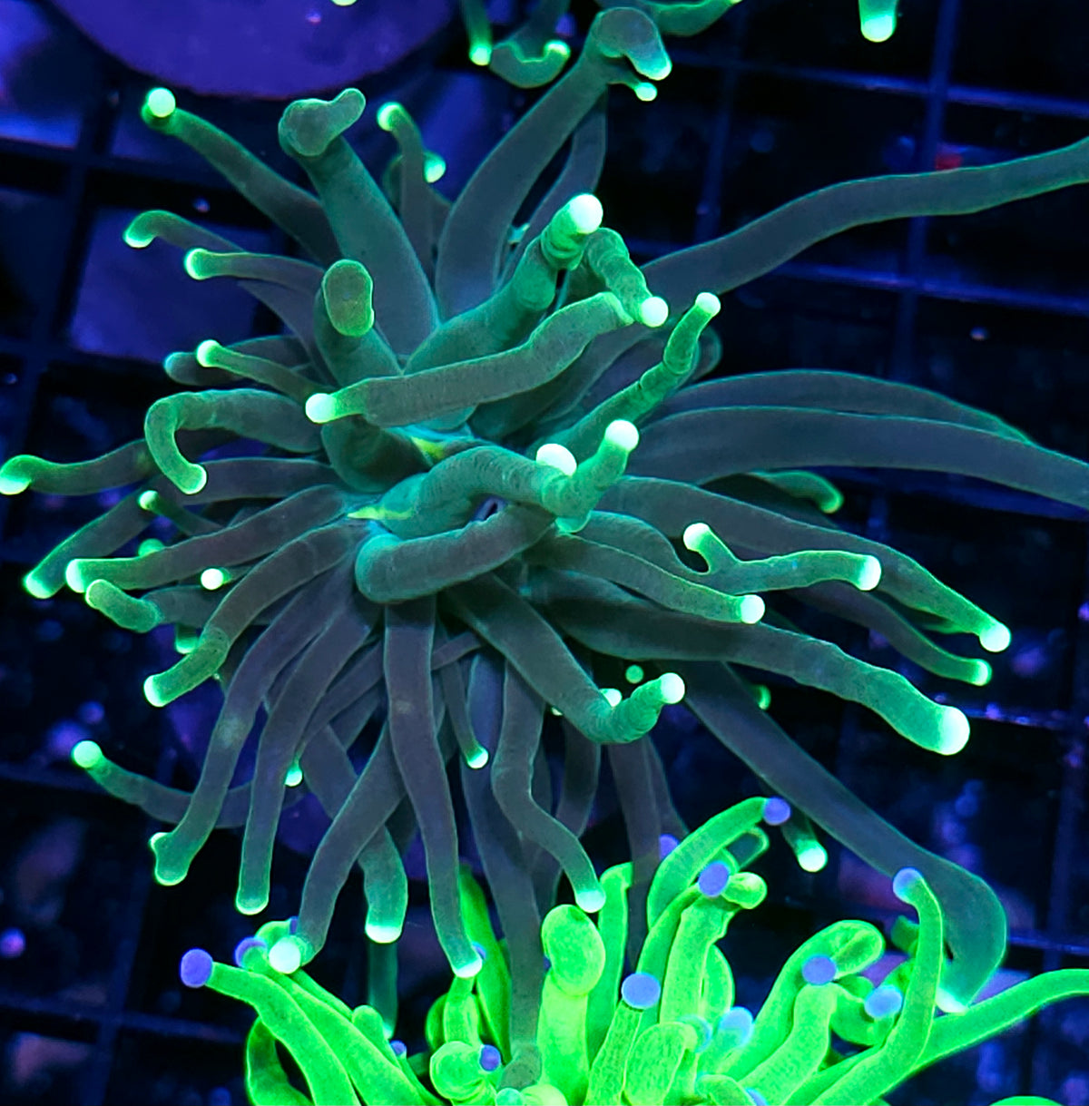 Forest Green Torch