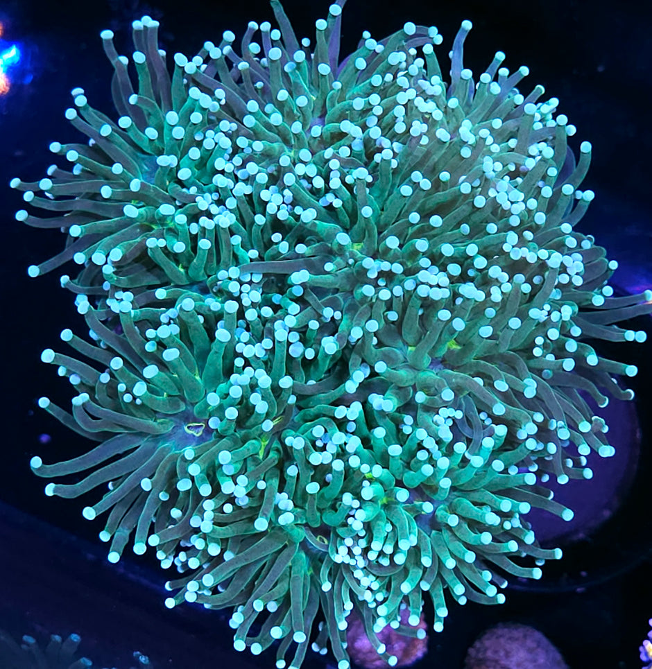 Approx 7-8 Head Hulk Torch Colony