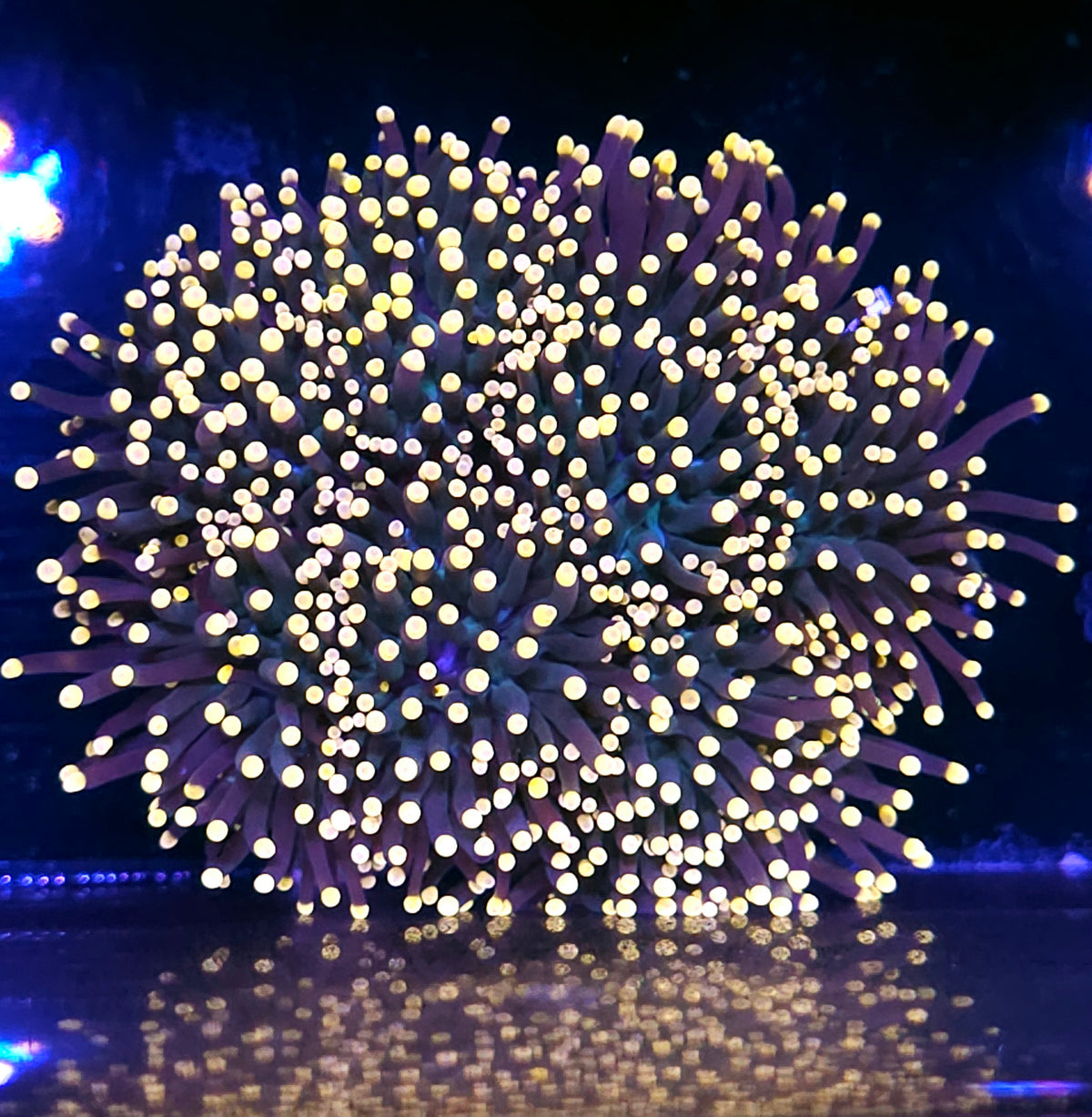 Approx 6-7 Head Gumdrop Torch Colony