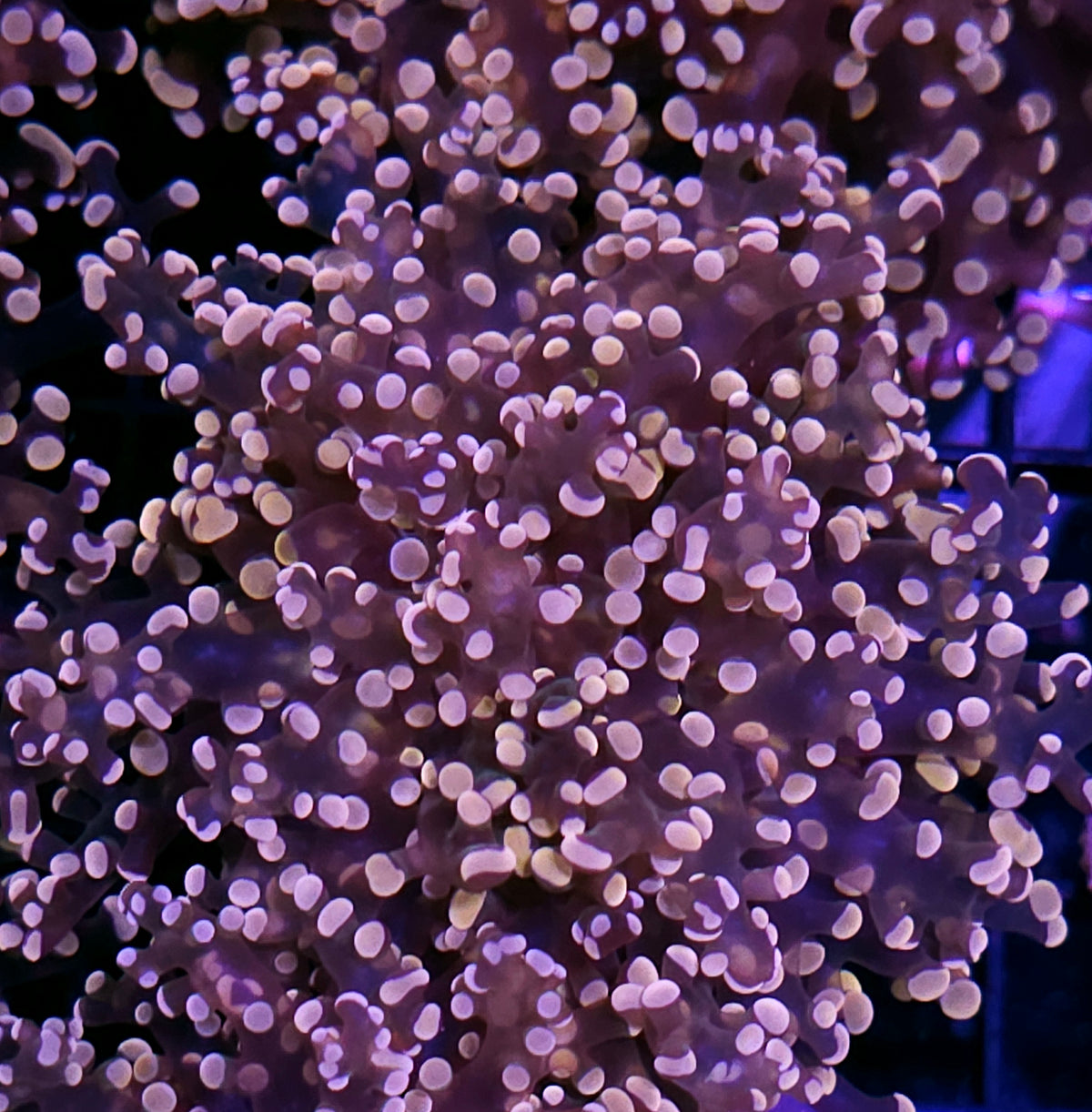Orange Frogspawn