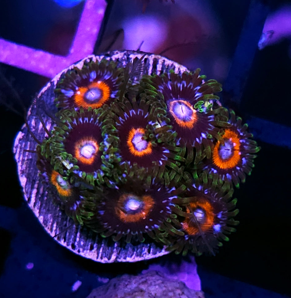 HF G13 Zoas