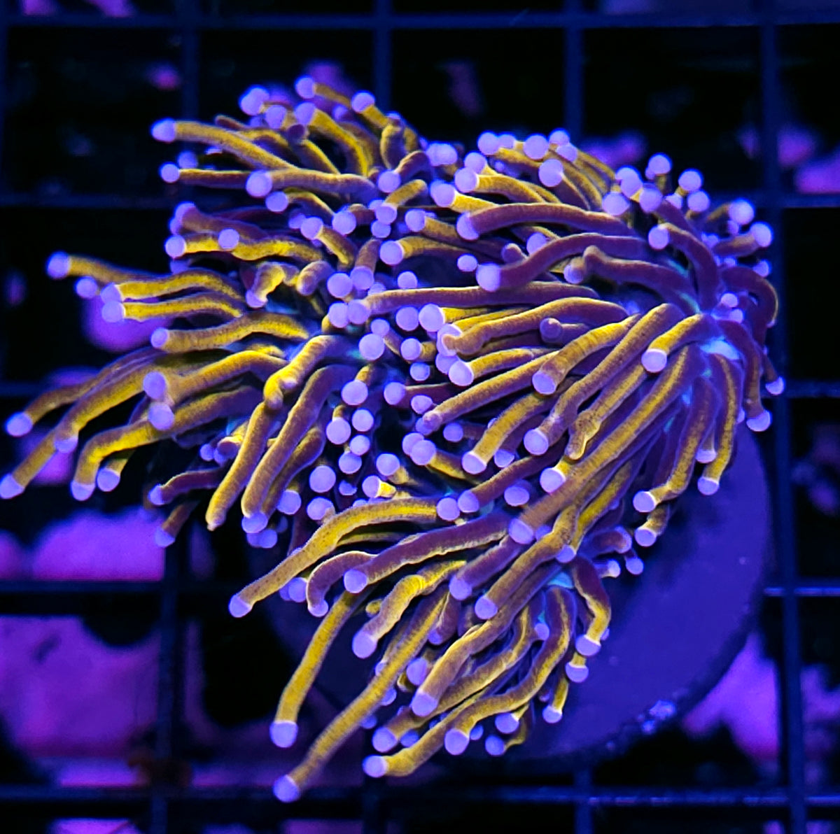 Triple 24kt Torch