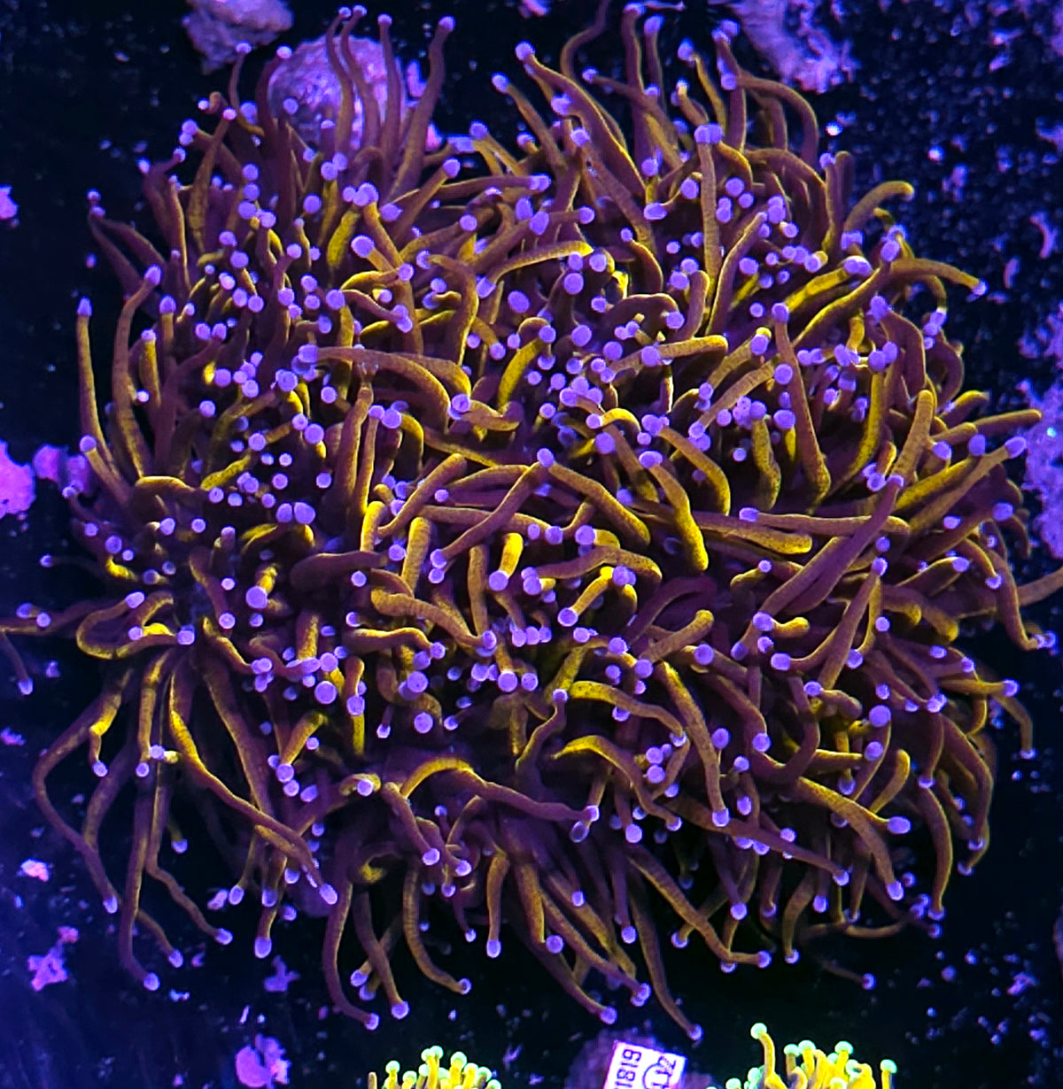 Approx 7-8 Head 24kt Gold Torch Colony