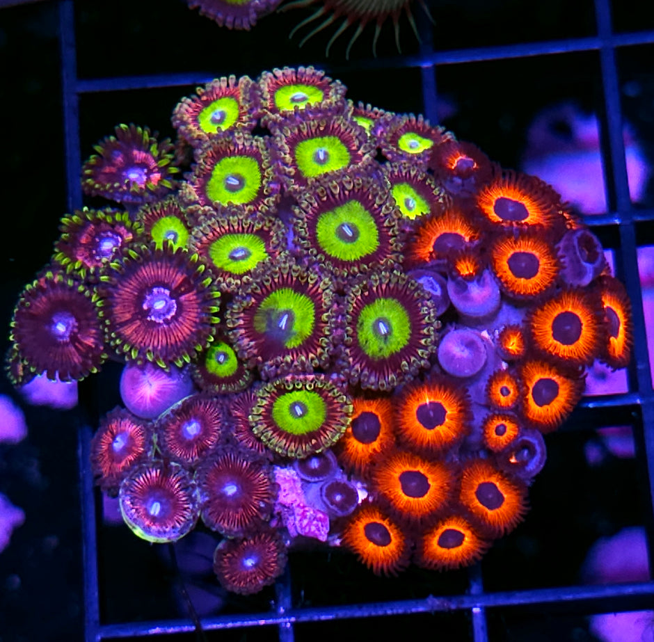 Wowzers Mix Zoa Colony