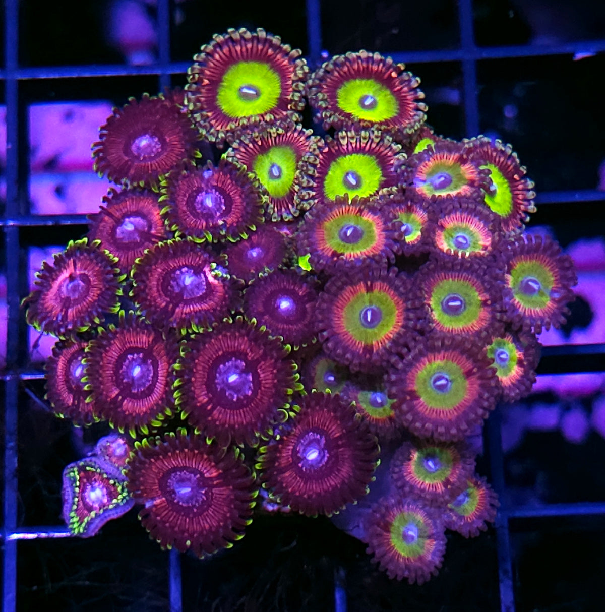 Black Orchid,  Pink Elephant,  Raptor Rainbow Mix Zoa Colony