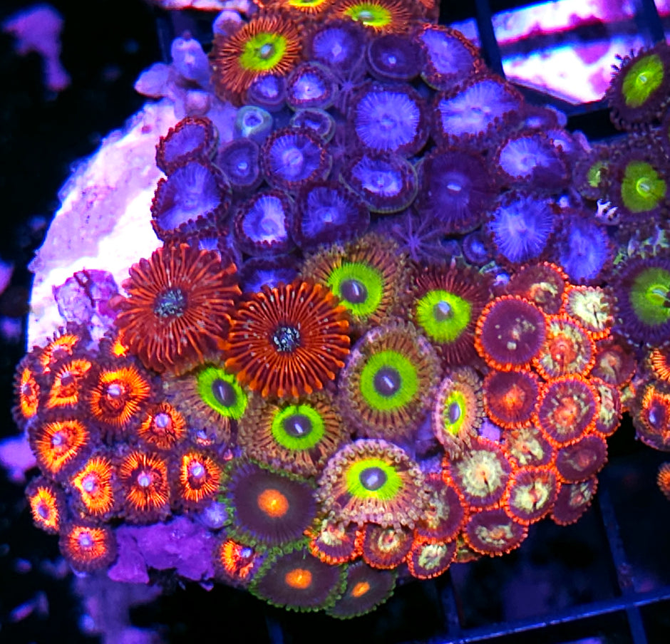 Ridiculous Mixed Zoa Colony