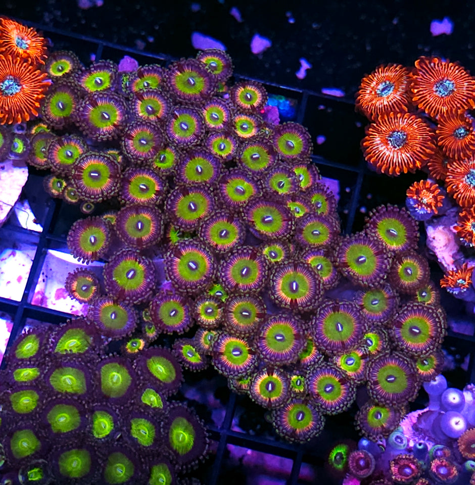 Raptors Rainbow Zoa Colony
