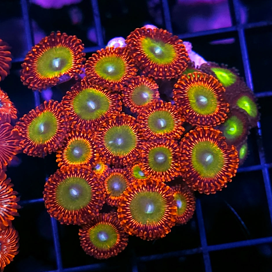 Mohican Jubilee Zoa Colony 🤯🤯🤯